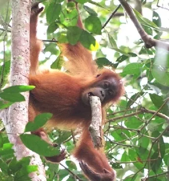 Молодая самка Cinnamon пробует использовать палку, но она слишком велика. Надо еще раз посмотреть, как делают другие.