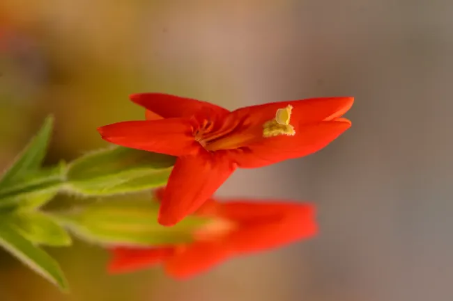 Цветок, который обманул засуху: зафиксирован тип быстрой эволюции, ранее не наблюдавшийся в дикой природе