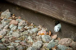 Продукт распада алкоголя улучшает память у мышей, но только у самок Продукт распада алкоголя улучшает память у мышей, но только у самок