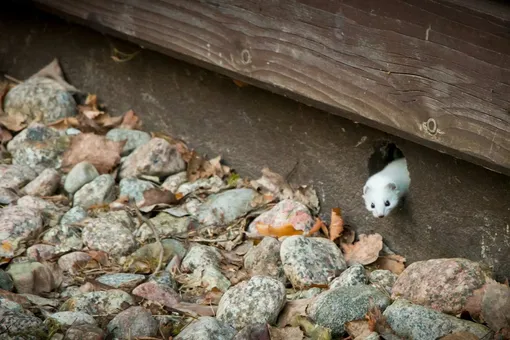Продукт распада алкоголя улучшает память у мышей, но только у самок Продукт распада алкоголя улучшает память у мышей, но только у самок