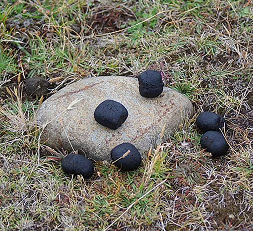 какашки вомбата