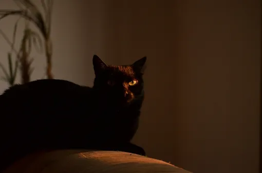 Черный кот