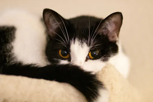 Черно-белый котик Черно-белый котик