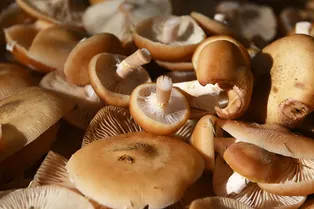 Самый большой живой организм на Земле: чего вы не знаете об опятах — рассказывает эксперт