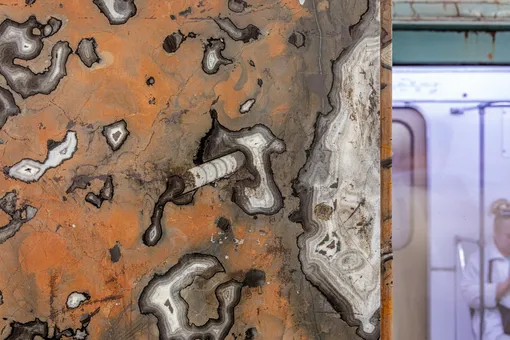 Раковина головоногого моллюска (около 145 млн лет)