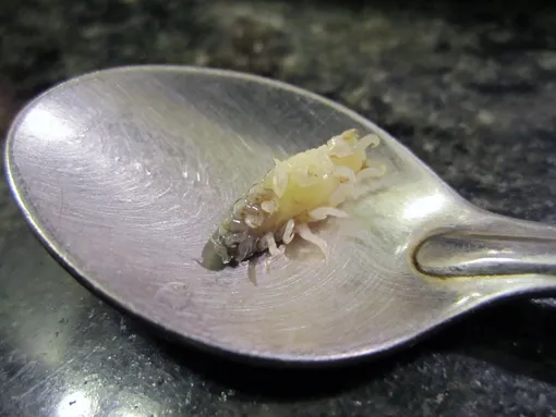 Cymothoa exigua, паразит, который присасывается к рыбьим языкам