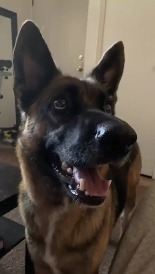 Нала теперь живет дома Нала теперь живет дома