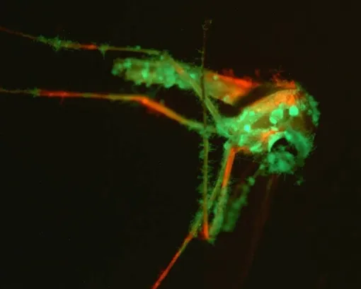 Комар, зараженный двумя разными видами грибов Metarhizium. / Комар, зараженный двумя разными видами грибов Metarhizium. /