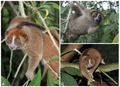 Бангкский толстый лори (Nycticebus bancanus) Бангкский толстый лори (Nycticebus bancanus)