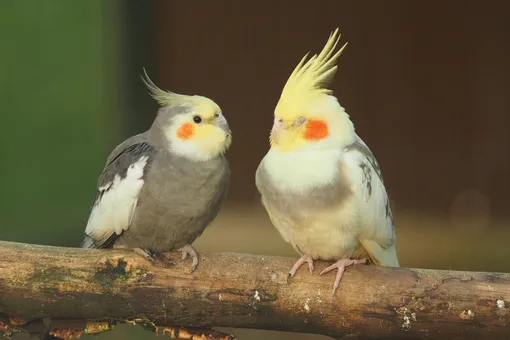 Что общего у людей и попугаев? Удивительное сходство поведения человека и птиц при знакомстве