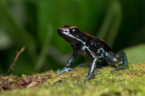 Полосатый листолаз (Phyllobates vittatus) — очень токсичная лягушка Самые токсичные лягушки