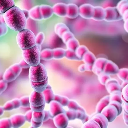 Streptococcus salivarius Streptococcus salivarius