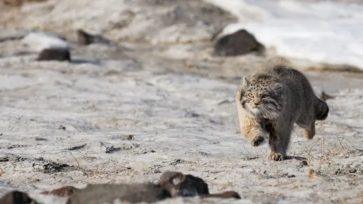 самый пушистый кот в мире — манул