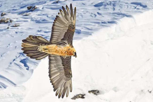 Костолом вернулся: как вымерли и возродились альпийские грифы