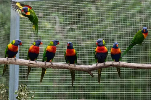 Сотни попугаев «упали» с неба в Австралии Сотни попугаев «упали» с неба в Австралии