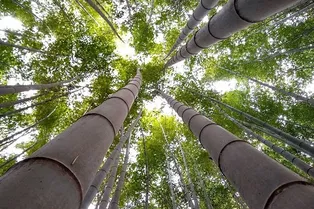 Существовала ли «бамбуковая пытка» на самом деле? Вот что известно