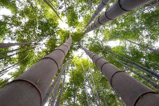 Существовала ли «бамбуковая пытка» на самом деле? Вот что известно Существовала ли «бамбуковая пытка» на самом деле? Вот что известно