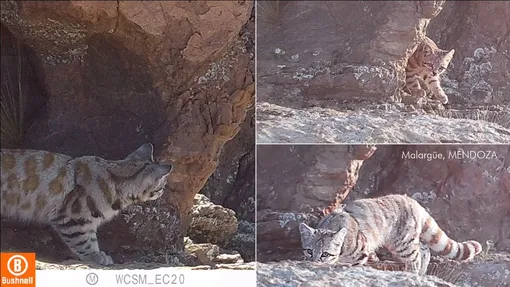 Андский кот Андский кот