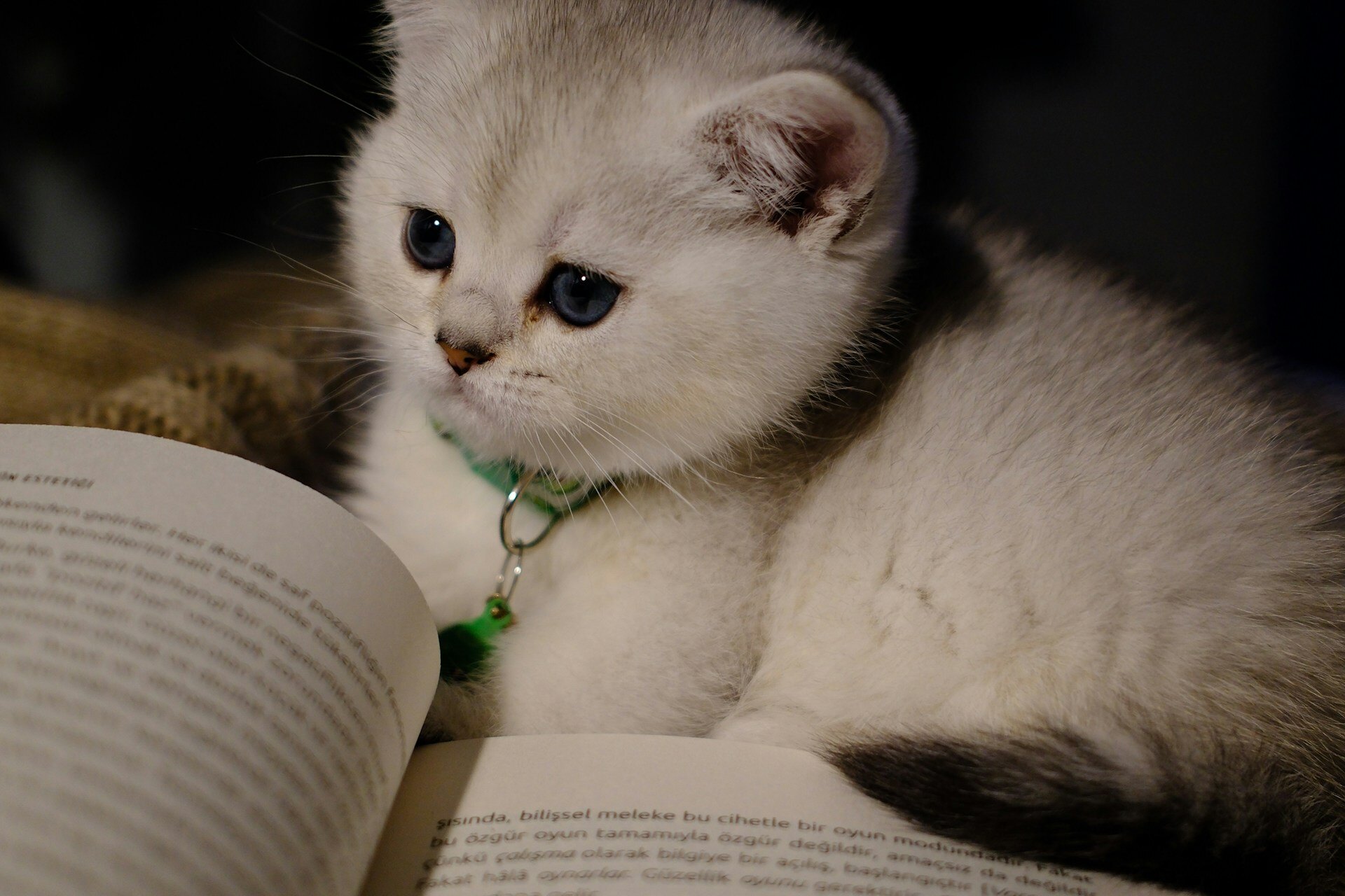 Слова, которые знают единицы: проверьте, насколько богат ваш словарный запас