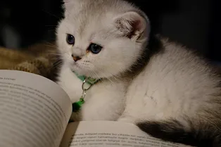 Слова, которые знают единицы: проверьте, насколько богат ваш словарный запас