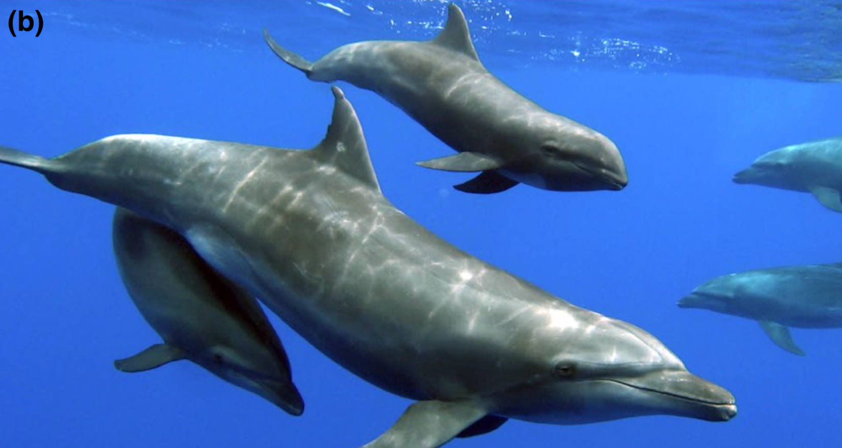 Жыныстық тампон онлайн