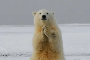 Тревожный тренд: у животных находят те же хронические заболевания, что и у людей