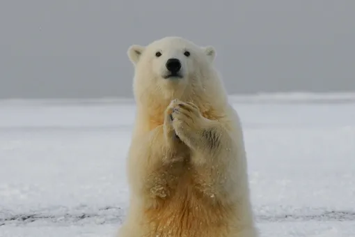 Тревожный тренд: у животных находят те же хронические заболевания, что и у людей