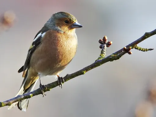 Зяблик улетает на зиму на юг Перелетная птица
