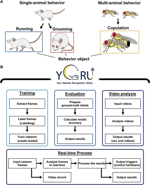 ИИ-модель YORU распознает поведение животных как объект поведения. (A) Иллюстрации объектов поведения. YORU может адаптироваться к поведению одного животного (слева) и нескольких животных (справа), включая социальное поведение. Поведение животных (вверху) можно классифицировать как объекты поведения (внизу). (B) Схема YORU. YORU включает в себя четыре пакета: обучение, оценка, анализ видео и обработка в реальном времени.