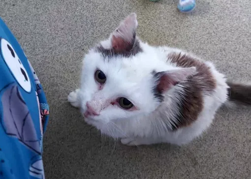 кот жил на улице 12 лет кот жил на улице 12 лет