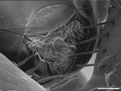 Рот Callipallene pilosuspedes Рот Callipallene pilosuspedes