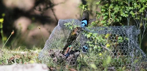 Крапивники нападают на чучело кукушонка. Крапивники нападают на чучело кукушонка.