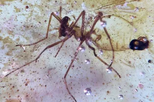 В Амазонии нашли янтарь с древними насекомыми! Вот что поразило ученых