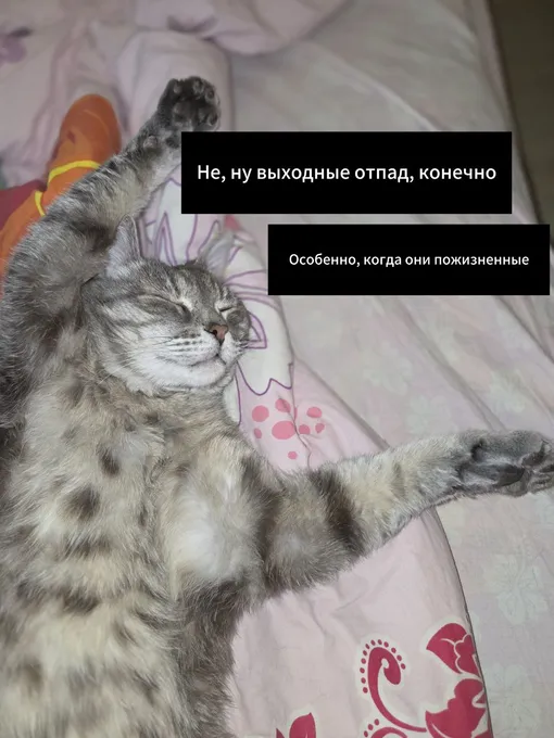 кот