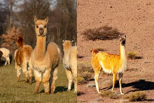 Почти близнецы: как отличить ламу от альпака Почти близнецы: как отличить ламу от альпака