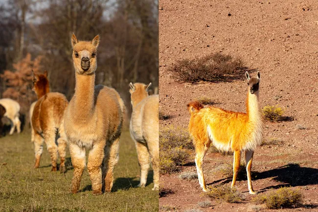 Почти близнецы: как отличить ламу от альпака