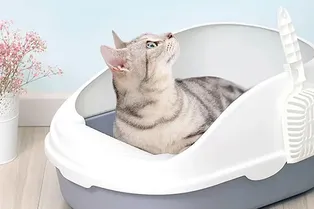 Как кошка понимает, где ее лоток: ответ знают только истинные котоведы! Как кошка понимает, где ее лоток: ответ знают только истинные котоведы!
