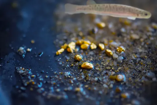 Как рыбы помогают ученым находить золото в Новой Зеландии Как рыбы помогают ученым находить золото в Новой Зеландии