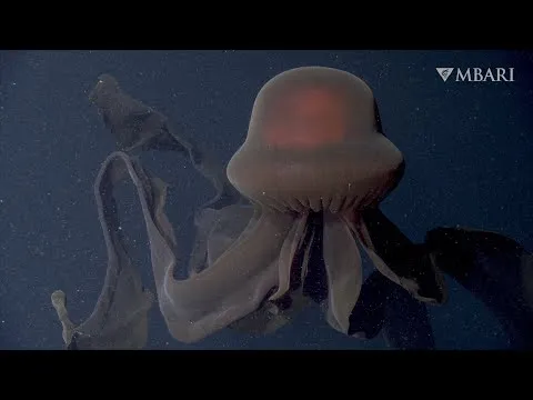 Нажми и смотри
