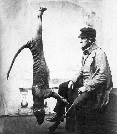Охотник и тасманийский тигр, 1869 год