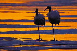 Разгадка тайн: вот почему цапли любят стоять на одной ноге