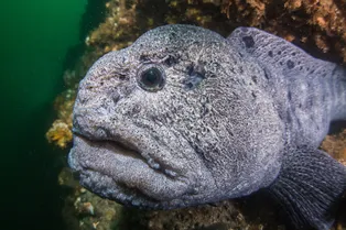 Удивительная рыба с лицом, похожим на человеческое: как живет и чем питается угревидная зубатка