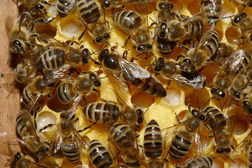 Медоносная пчела (Apis mellifera). Медоносная пчела (Apis mellifera).