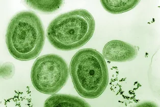 Защита микроорганизмов может быть самой важной природоохранной мерой человечества