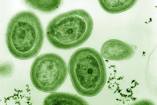 Защита микроорганизмов может быть самой важной природоохранной мерой человечества