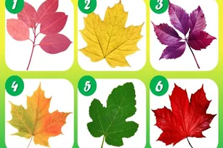 Этот тест покажет, какой вы человек на самом деле: просто выберите лист Этот тест покажет, какой вы человек на самом деле: просто выберите лист