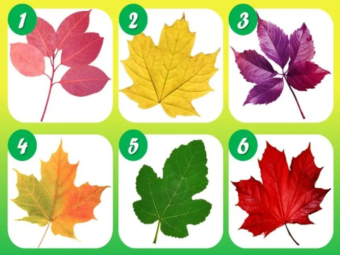 Выбор от 1 до 6?