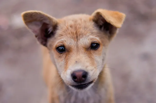 Древние собаки, климат и исчезающие виды: главные новости сегодня