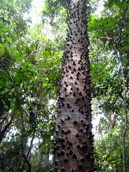 Хура трескающуюся