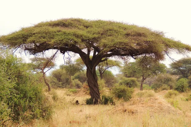 Игра ва-банк: почему зонтичная акация цветет во время засухи